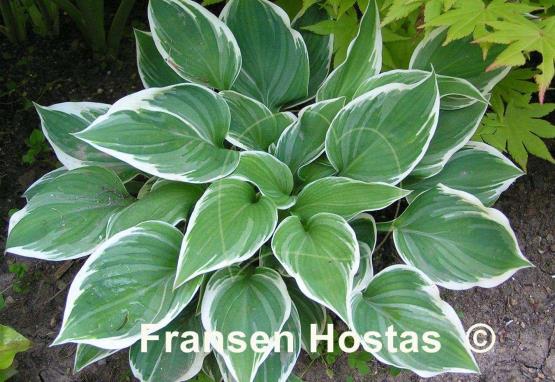 Hosta Fair Maiden