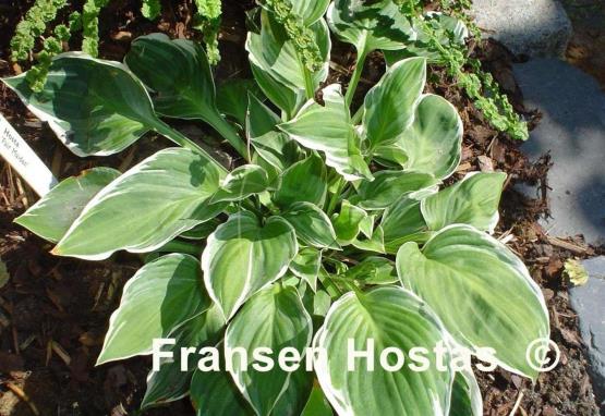 Hosta Fair Maiden
