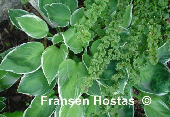 Hosta Fair Maiden