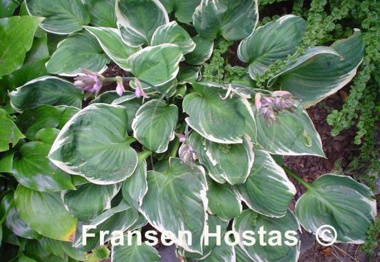 Hosta Fair Maiden