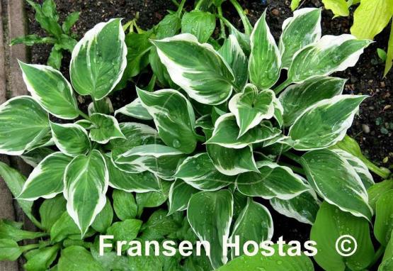 Hosta Fair Maiden