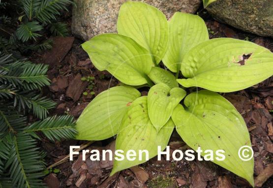 Hosta Faith