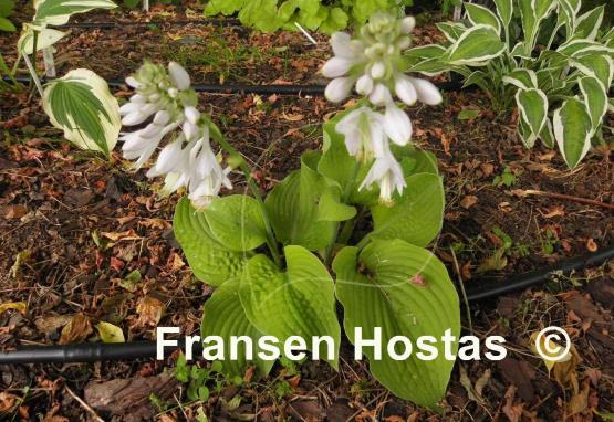 Hosta Faith