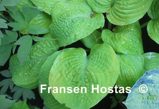 Hosta Faith