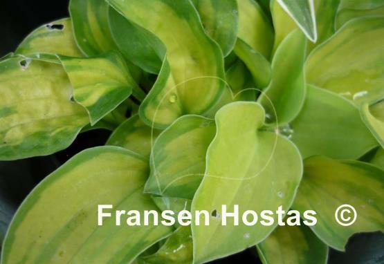 Hosta Faithful Heart