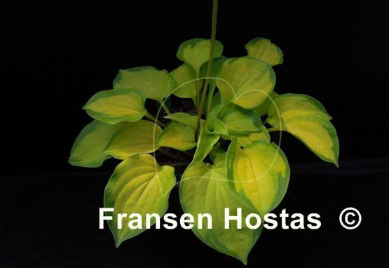 Hosta Faithful Heart
