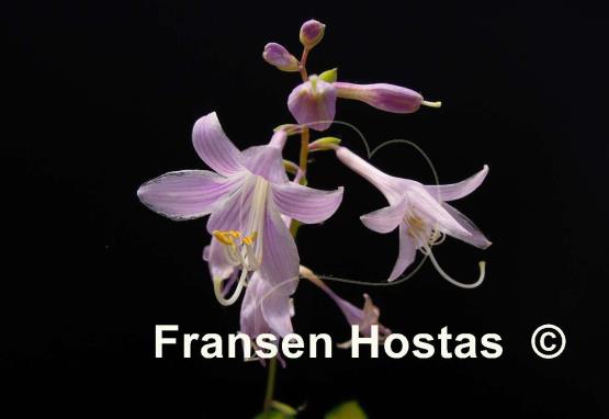 Hosta Faithful Heart