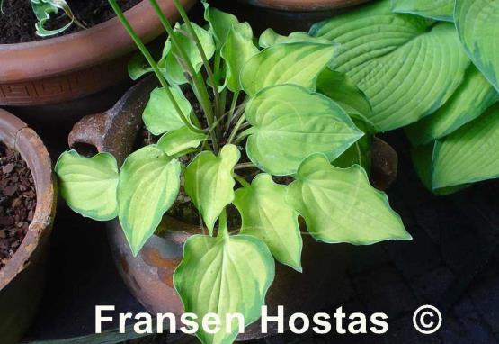 Hosta Faithful Heart