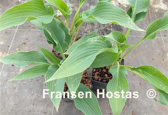 Hosta Fake Lightning