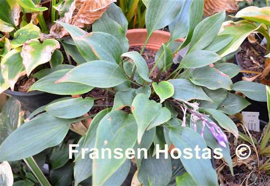 Hosta Fall Bouquet