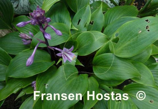 Hosta Fall Bouquet