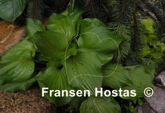 Hosta Fall Emerald