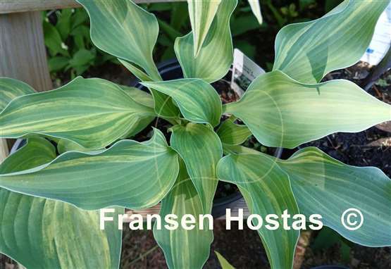 Hosta Falling Star