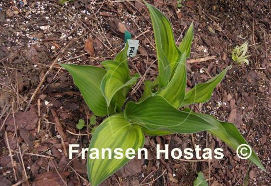 Hosta Falling Star