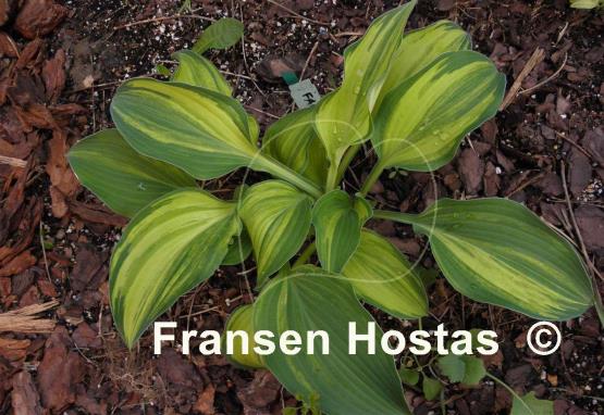 Hosta Falling Star