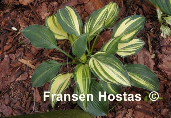 Hosta Falling Star