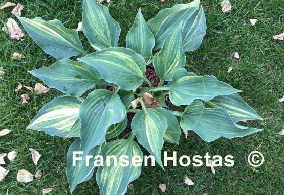 Hosta Falling Star