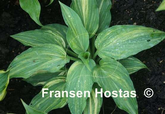 Hosta Fame Game