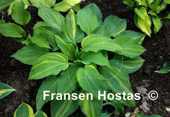 Hosta Fame Game