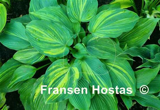 Hosta Fame Game