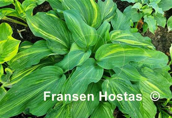 Hosta Fame Game