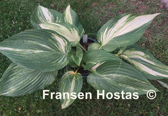 Hosta Fame Game