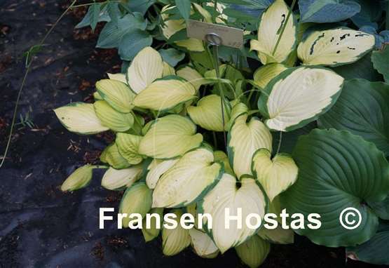 Hosta Fan Dance