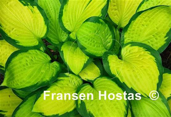 Hosta Fan Dance