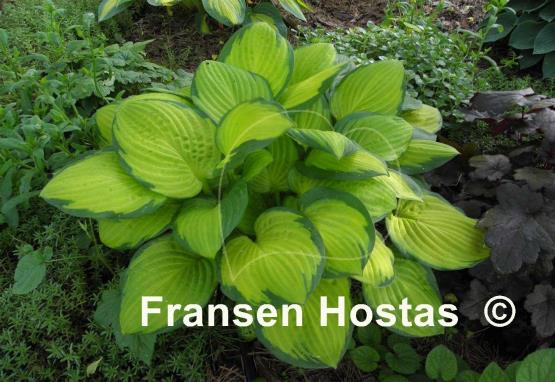 Hosta Fan Dance