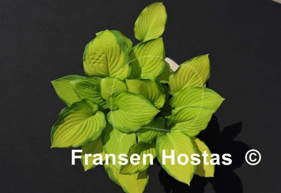 Hosta Fan Dance