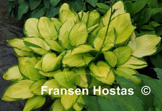 Hosta Fan Dance