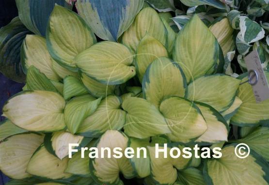 Hosta Fan Dance