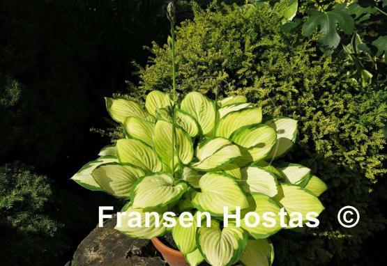 Hosta Fan Dance