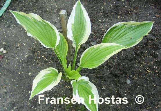Hosta Fantabulous