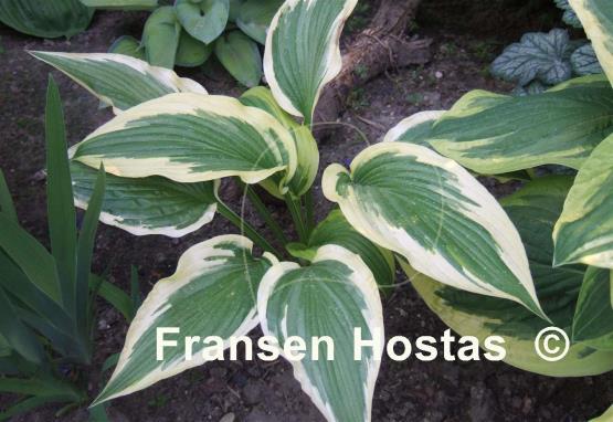 Hosta Fantabulous