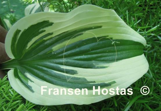 Hosta Fantabulous