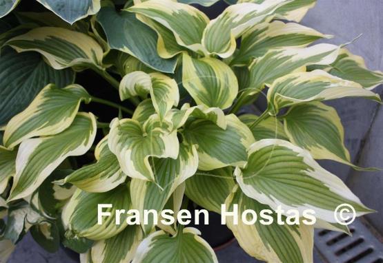Hosta Fantabulous
