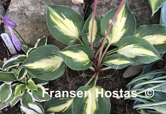 Hosta Fantasy Island
