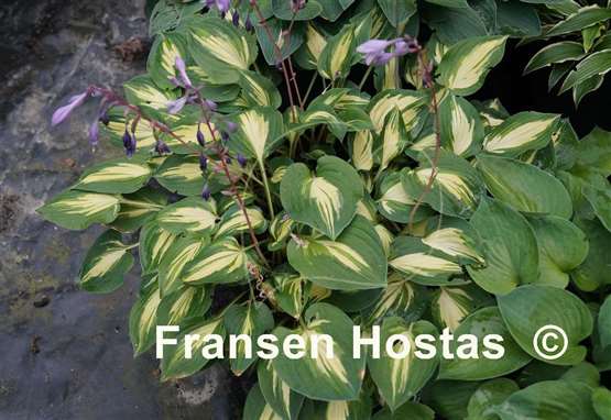 Hosta Fantasy Island