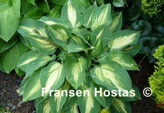 Hosta Fantasy Island