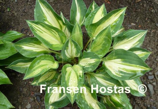 Hosta Fantasy Island
