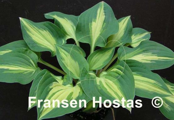 Hosta Fantasy Island