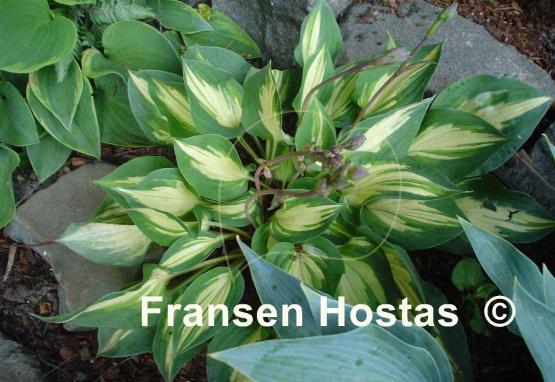 Hosta Fantasy Island