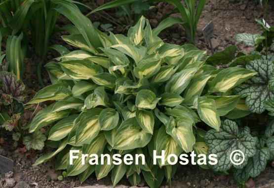 Hosta Fantasy Island