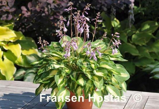 Hosta Fantasy Island