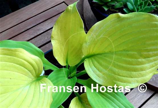 Hosta Farewell Party