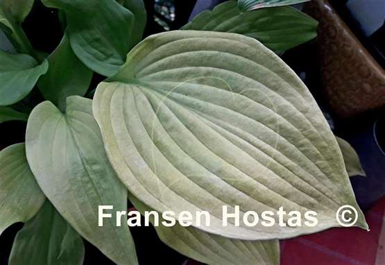 Hosta Farewell Party