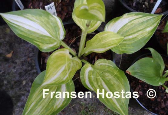 Hosta Fascination