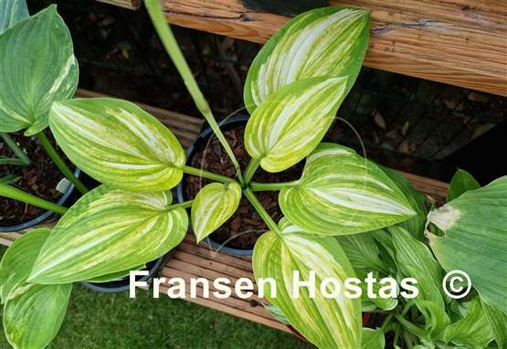 Hosta Fascination