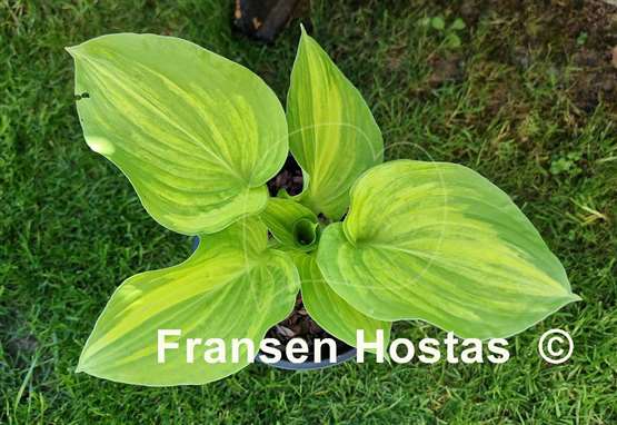 Hosta Fascination